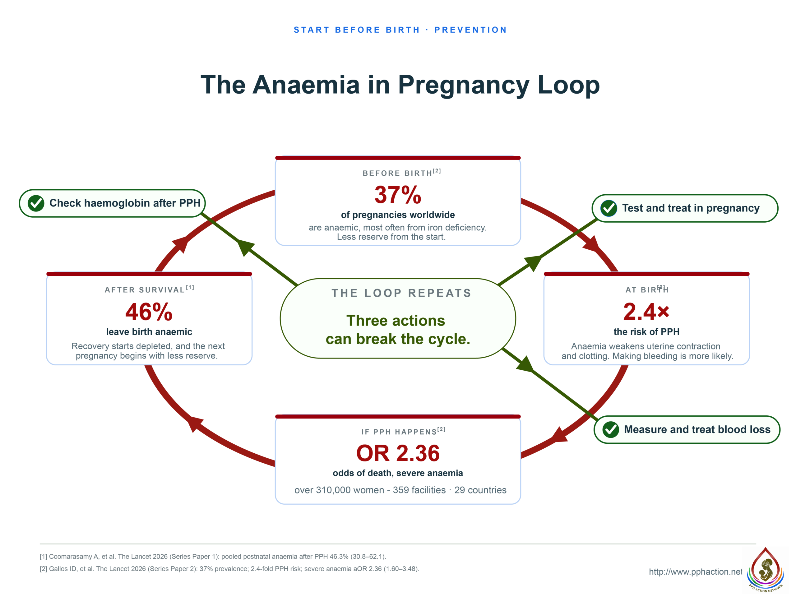 A cycle of four nodes. Anaemia in pregnancy raises the risk of PPH with an odds ratio of 2.36, and more than doubles the risk of dying from it. Then PPH leaves 46 percent of survivors anaemic, compounding risk into the next pregnancy. Two green break points mark where the loop can be interrupted: test and treat before birth, and check haemoglobin after PPH.
